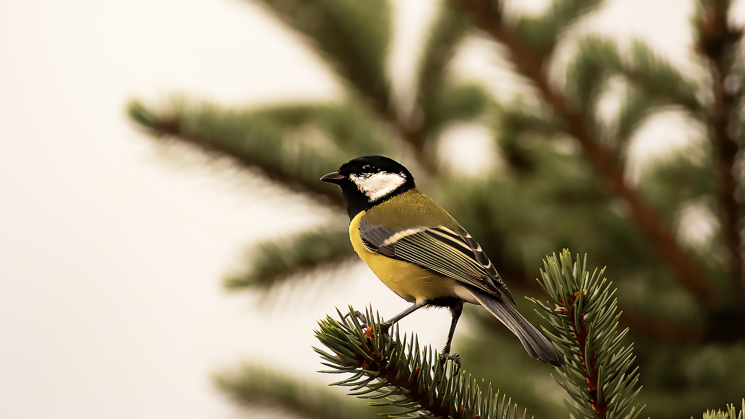 Great Tit